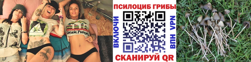 как найти закладки Ясный Псилоцибиновые грибы прущие грибы